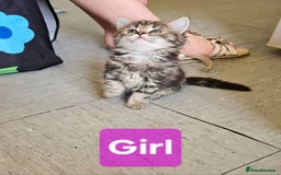 Ragdoll cats for sale: Fluffy Ragdoll X kittens  - Image 2