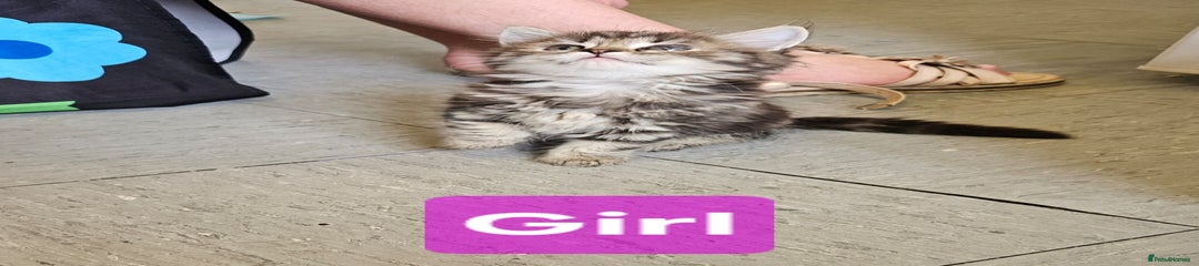 Ragdoll Kitten 1