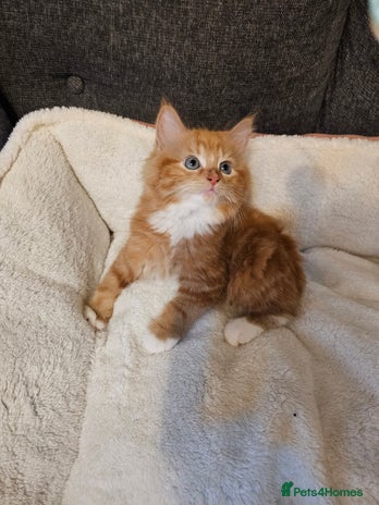 Maine Coon cats - Advert 16