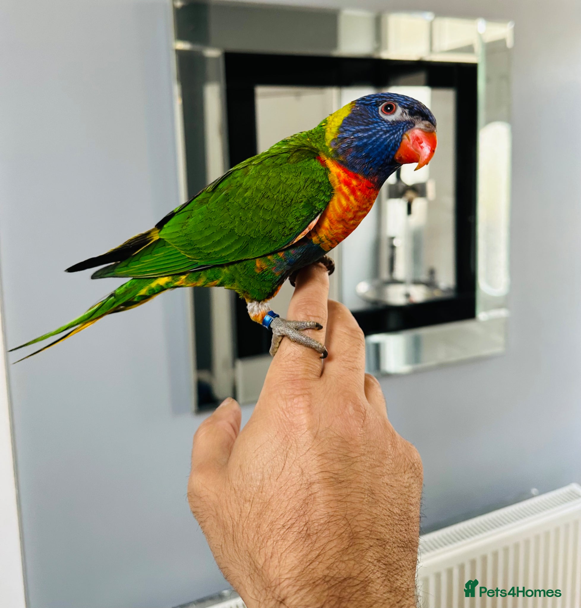 Lorikeets birds Rainbow Lorikeet + Cage  - Advert 1