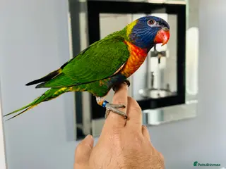 Lorikeets birds Rainbow Lorikeet + Cage - Advert 2