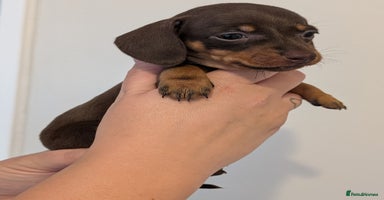 Miniature Dachshund dogs - Advert 10