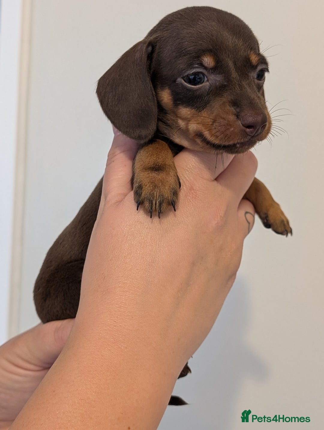 Miniature Dachshund dogs for sale: Miniature dachshund puppies - Image 3
