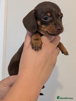Miniature Dachshund dogs - Advert 12