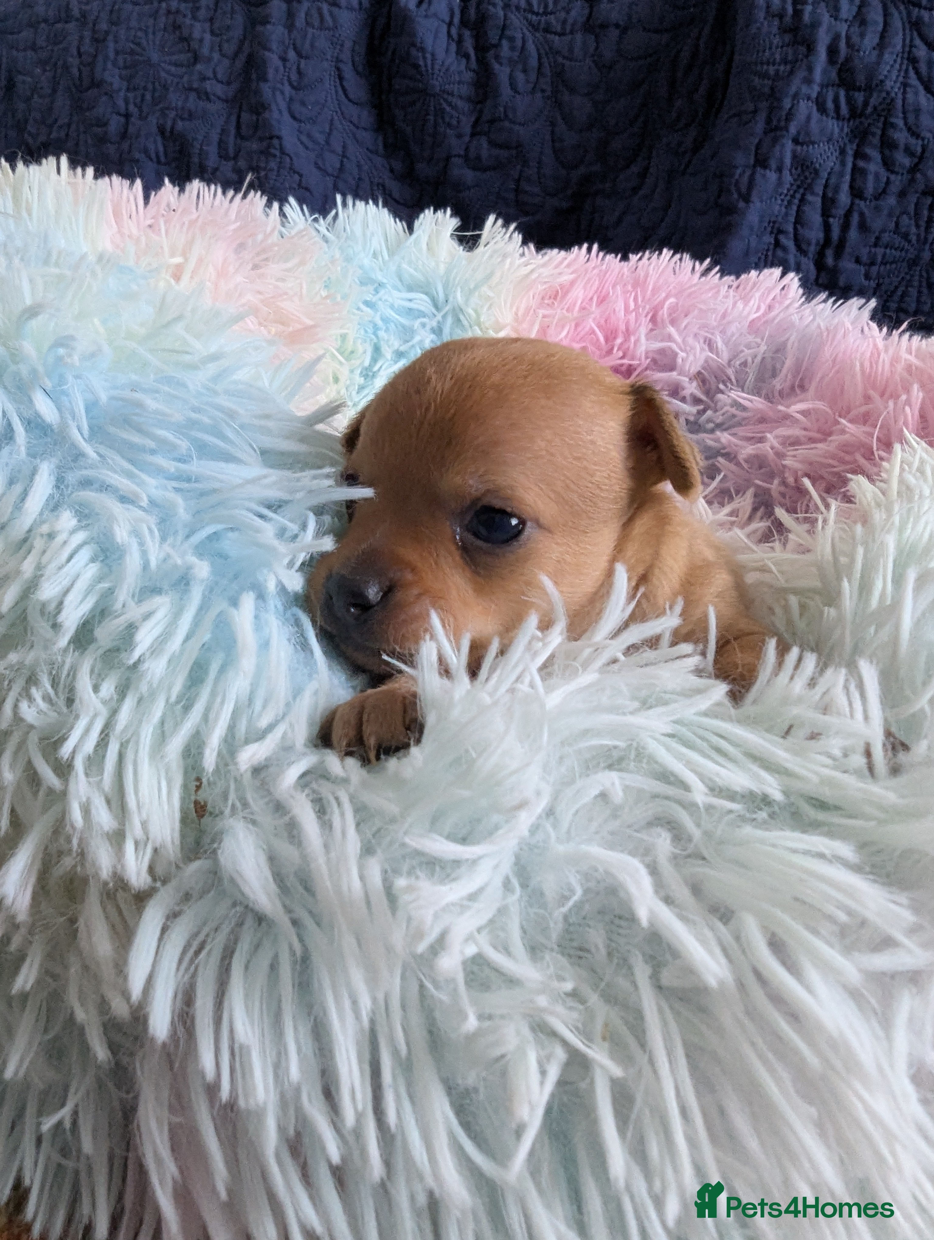 Mixed Breed dogs Adorable Tiny Pinscher x Chihuahua puppies - Advert 2