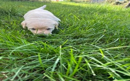 Labrador Retriever dogs for sale: KC health tested Labrador Pups  - Image 30