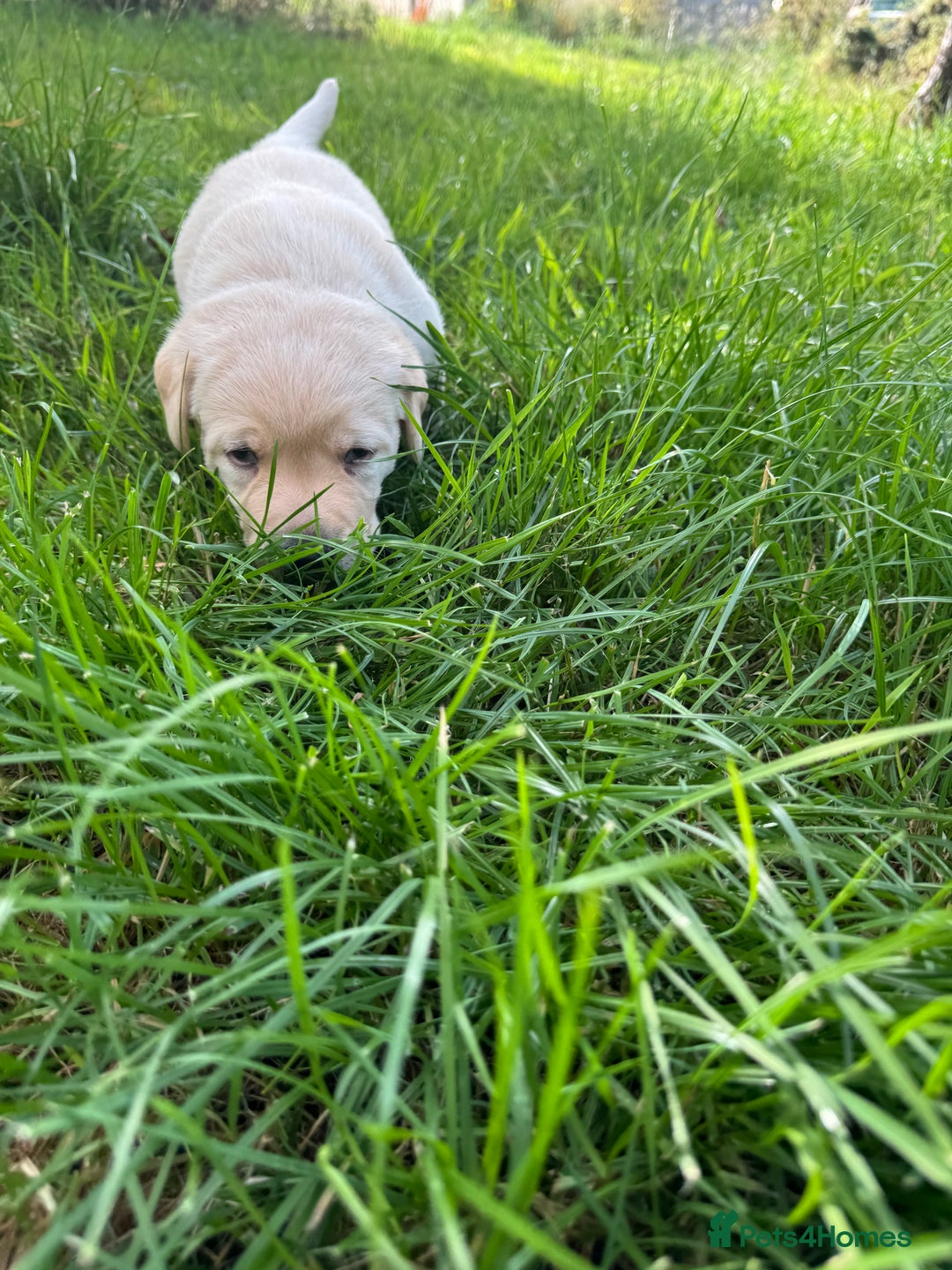 Labrador Retriever dogs for sale: KC health tested Labrador Pups  - Image 30