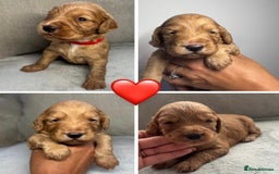 Cocker Spaniel dogs for sale: Cocker Spaniel Pups - Image 8
