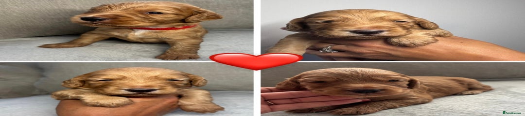 Cocker Spaniel Puppy 7