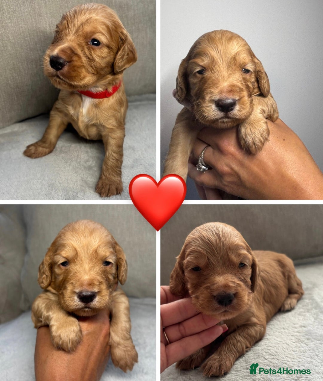 Cocker Spaniel dogs for sale: Cocker Spaniel Pups - Image 8