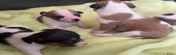 Jack Russell dogs for sale: Jack Russell puppies for sale  - Advert 10