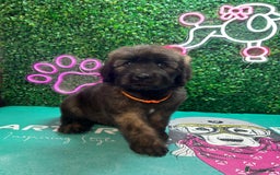 Saint Bernard dogs for sale: *Reduced* F1 St Berdoodle  - Image 13