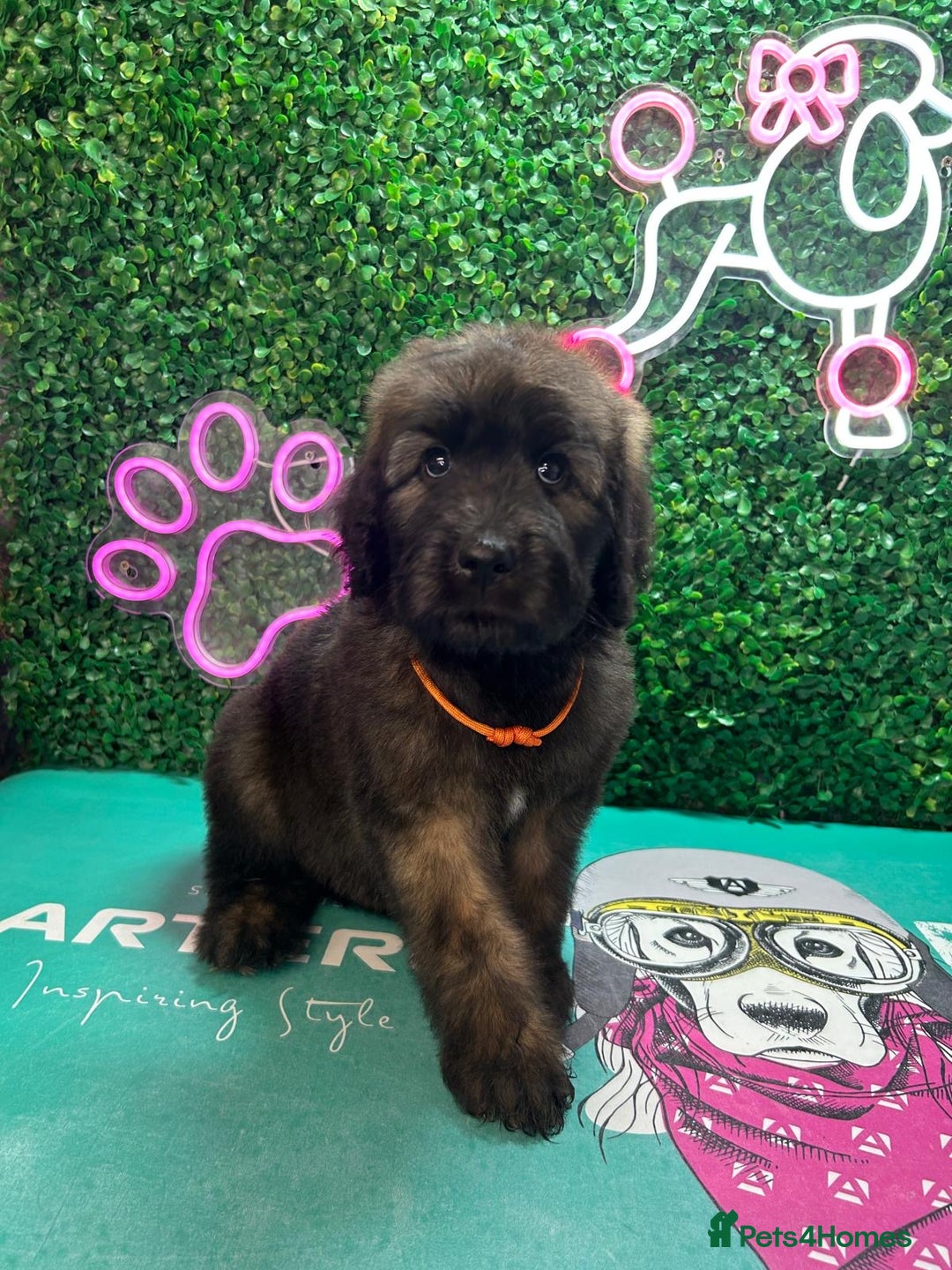 Saint Bernard dogs for sale: *Reduced* F1 St Berdoodle  - Image 13