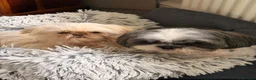 Shih Tzu dogs for sale: Dogs for sale  in Barnsley - Advert 3