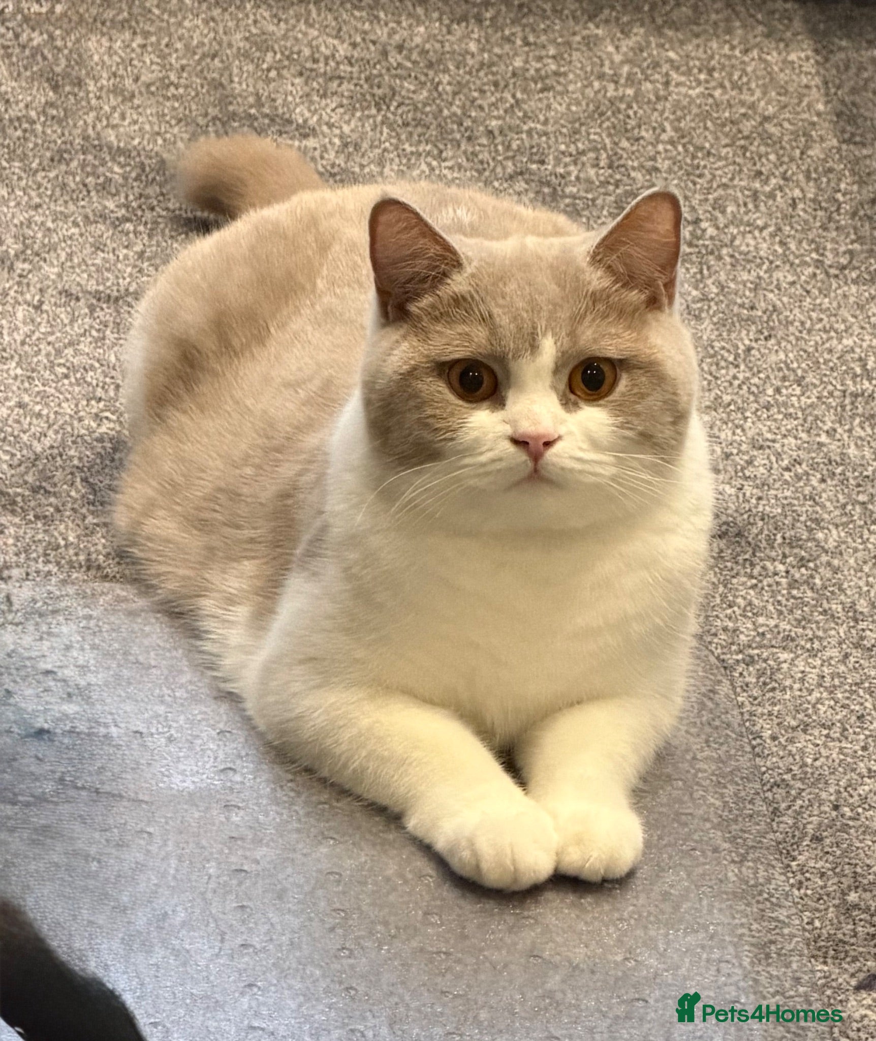 British Shorthair cats British ShortHair Kittens Father a Grand Champion  - Advert 1