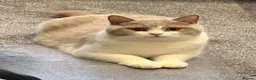 British Shorthair cats for sale: British ShortHair Kittens Father a Grand Champion  - Advert 3