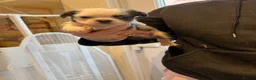 French Bulldog dogs for sale: Beautiful pet frenchies - Advert 5