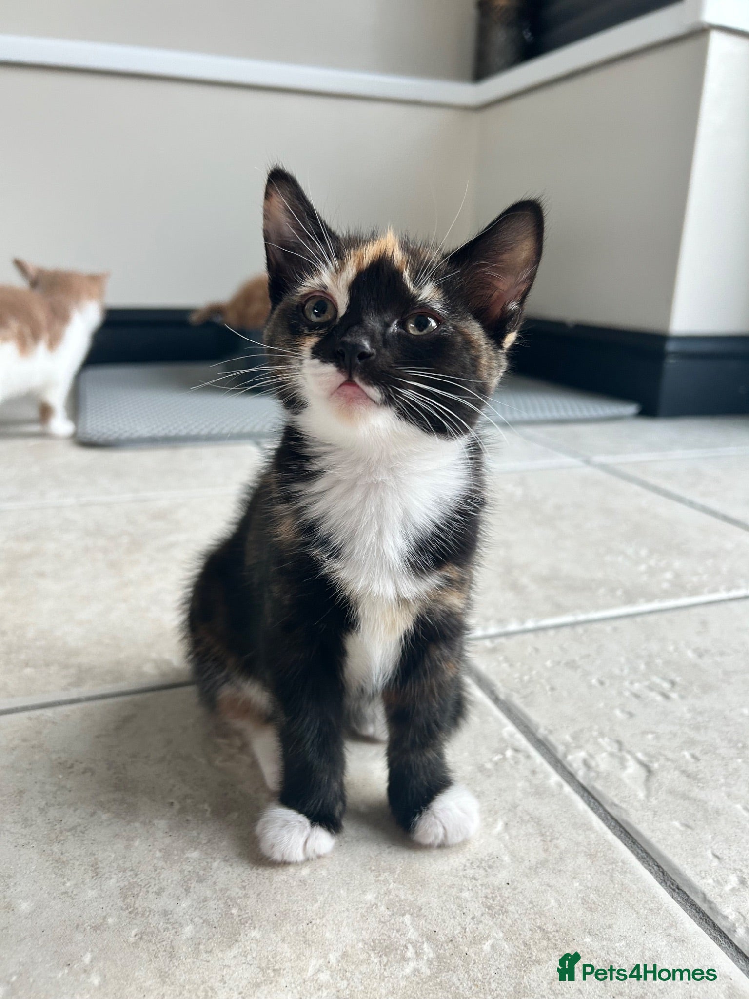 Mixed Breed cats 1 girl left looking for her new home  - Advert 1