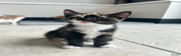 Mixed Breed cats for sale: 1 girl left looking for her new home  - Advert 1