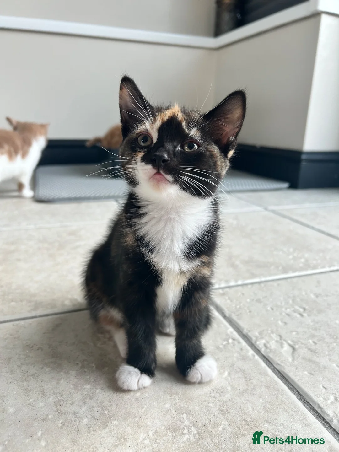 Mixed Breed cats for sale: 1 girl left looking for her new home  - Advert 1