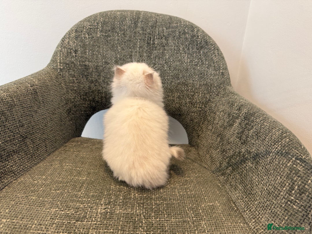 British Longhair cats for sale: Colour point British longhair boy - Advert 5