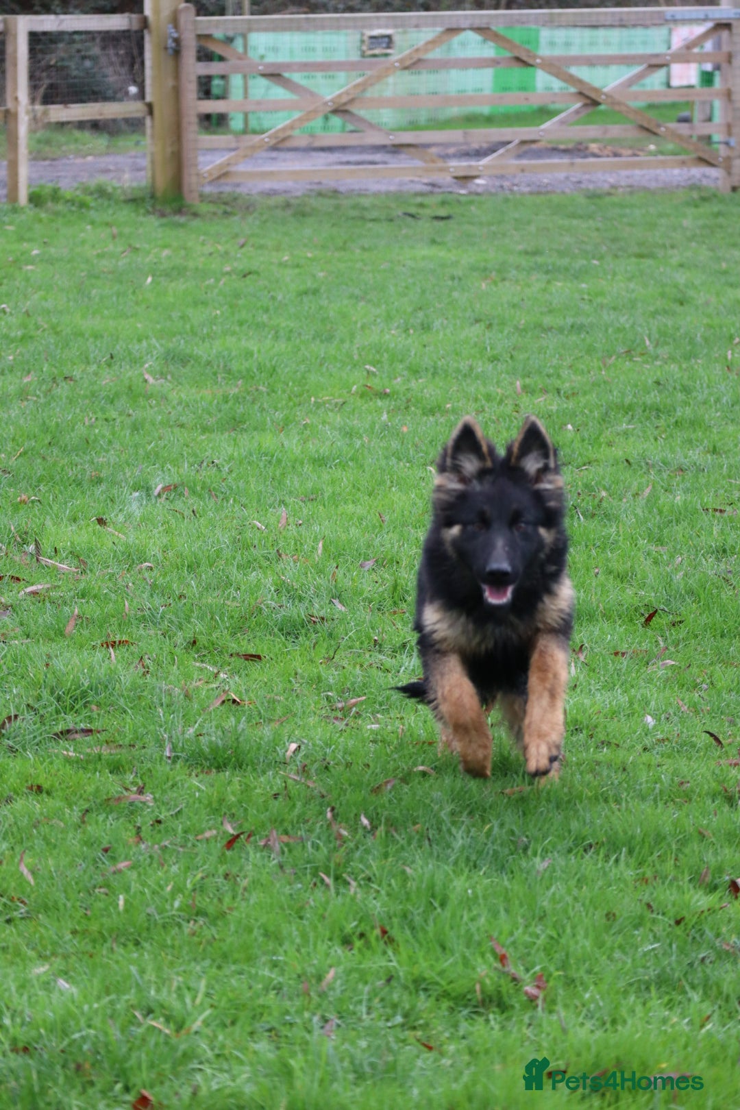 German Shepherd dogs for sale: Lovely gsd female top pick - Advert 12