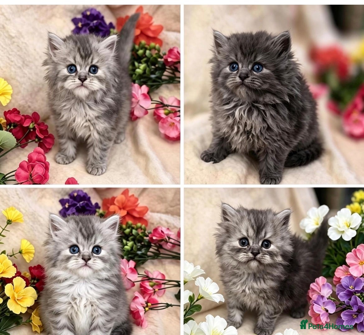 Persian cats Beautiful Persian babies - Advert 4