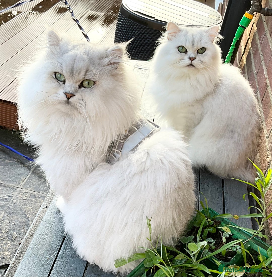 Persian cats for sale: Pedigree Persian silver chinchilla female - Image 4