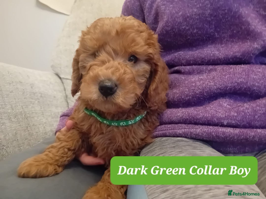 Goldendoodle dogs for sale: Goldendoodle puppies - Advert 9