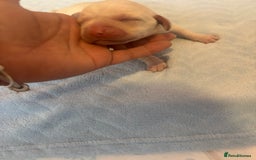 Labrador Retriever dogs for sale:  Labrador puppies - Image 7