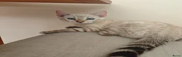 Bengal cats for sale: Pure beautiful female Bengal kitten  in Cambridge - Advert 3