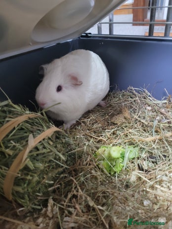 Guinea Pig rodents for sale in Sheffield - Advert 1