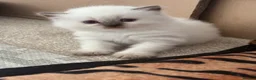 British Shorthair cats for sale: British shorthair colourpoint kittens - Advert 18