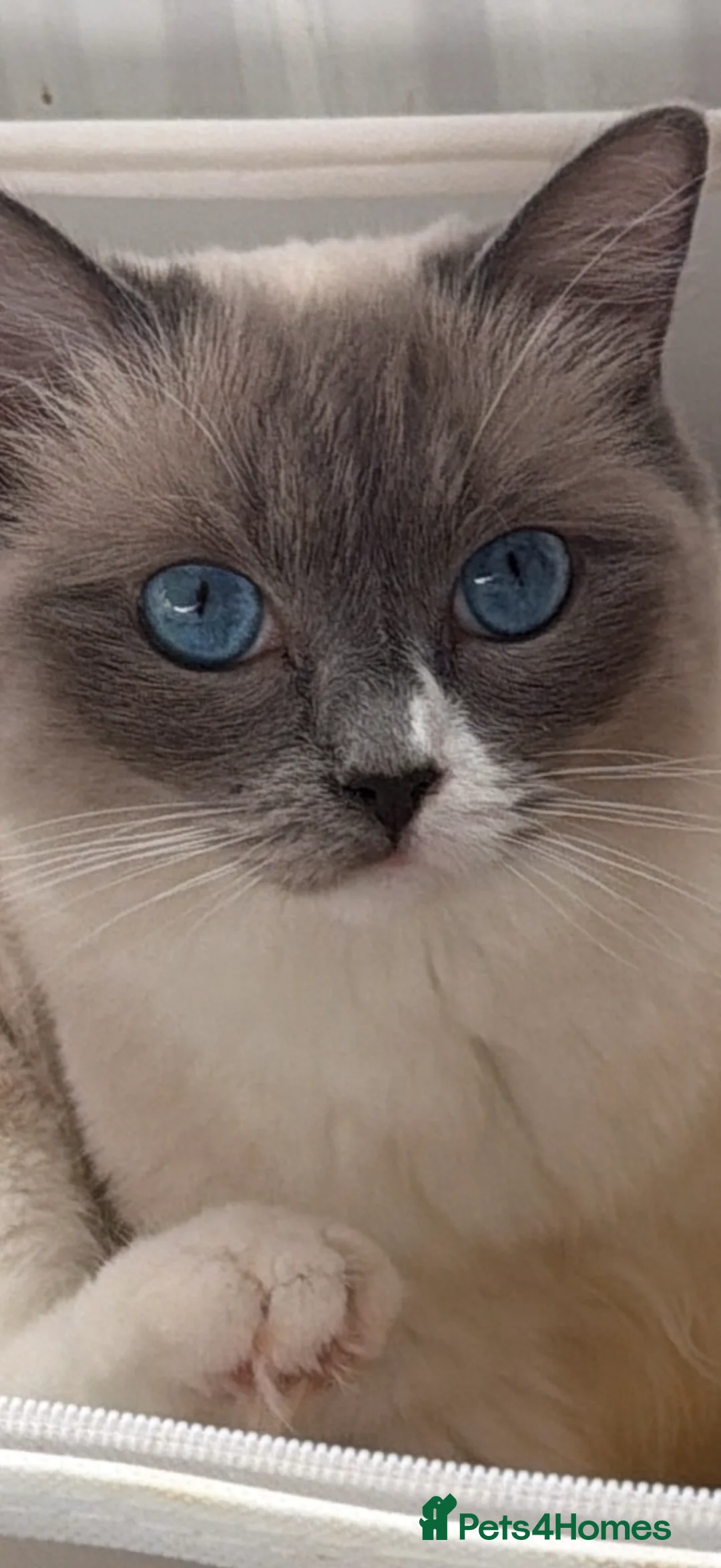 Ragdoll cats for sale: 5 Beautiful Ragdoll Kittens for sale - Advert 1