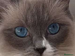 Ragdoll cats 5 Beautiful Ragdoll Kittens for sale - Advert 1