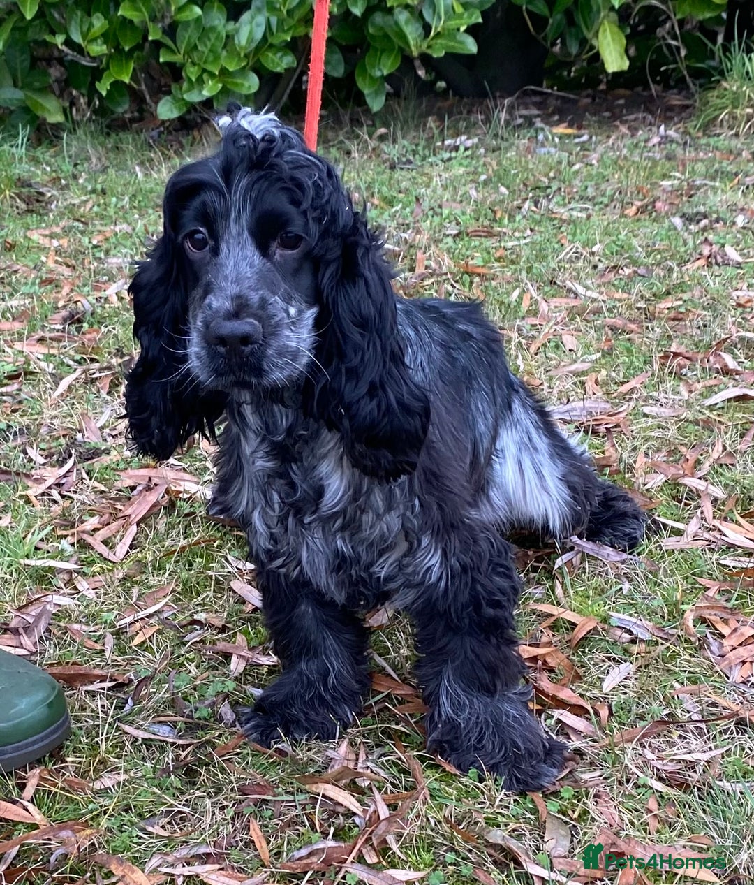 Cocker Spaniel dogs for sale: Adorable show cocker adult girls  - Advert 4