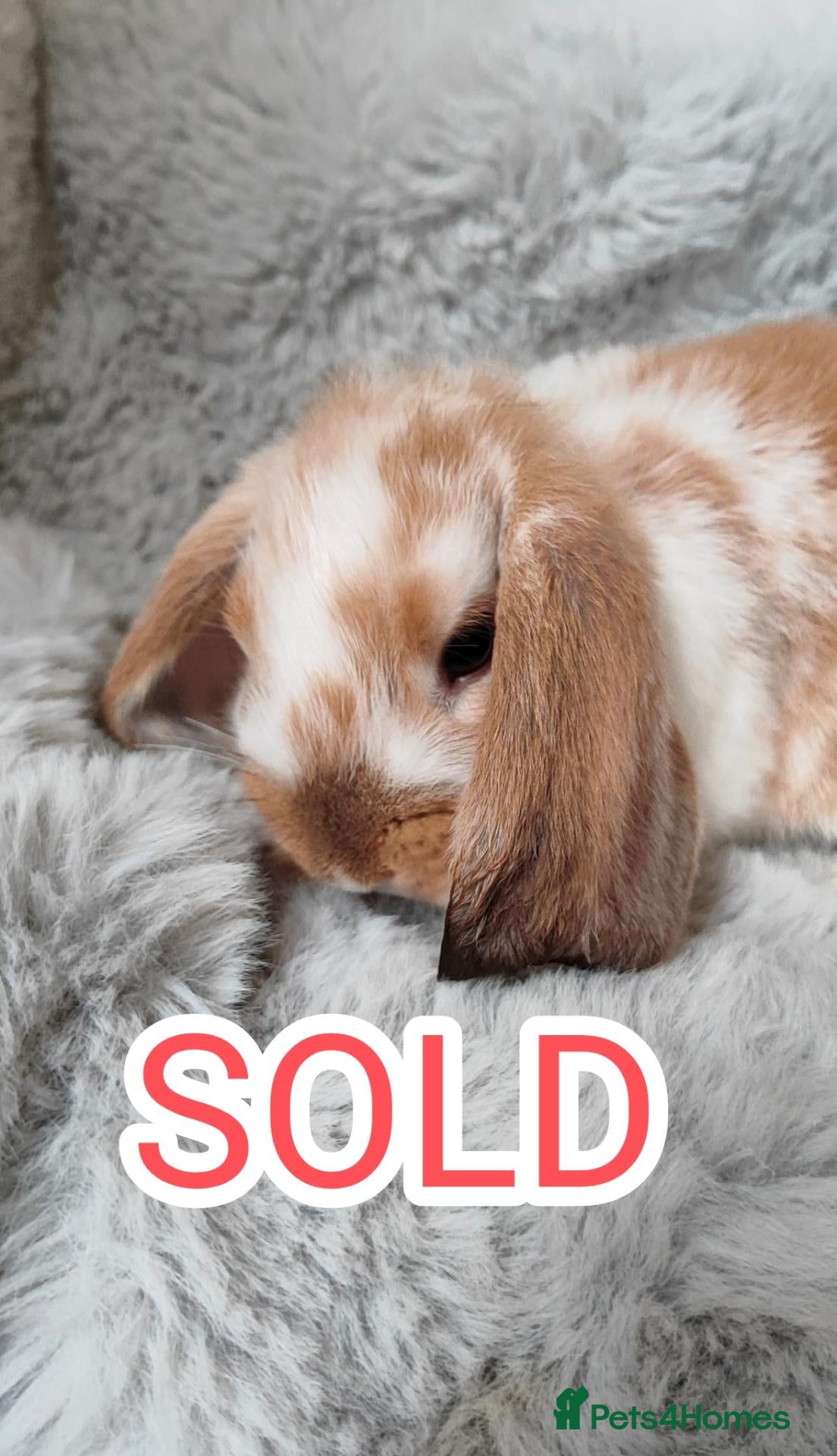 Mini Lop rabbits All rabbits sold - Advert 1