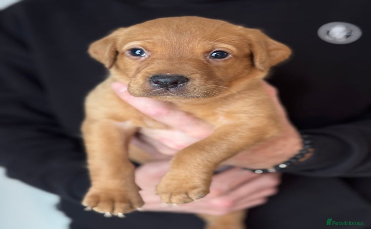 Labrador Retriever dogs Kc registered red labs  - Advert 16