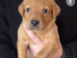 Labrador Retriever dogs Kc registered red labs - Advert 17