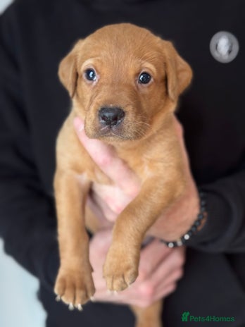 Labrador Retriever dogs Kc registered red labs - Advert 3