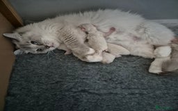 Ragdoll cats for sale: Ragdolls ready 10th January 26'💙 - Image 1