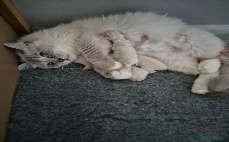 Ragdoll cats - Advert 1