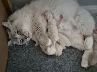 Ragdoll cats for sale - Advert 1
