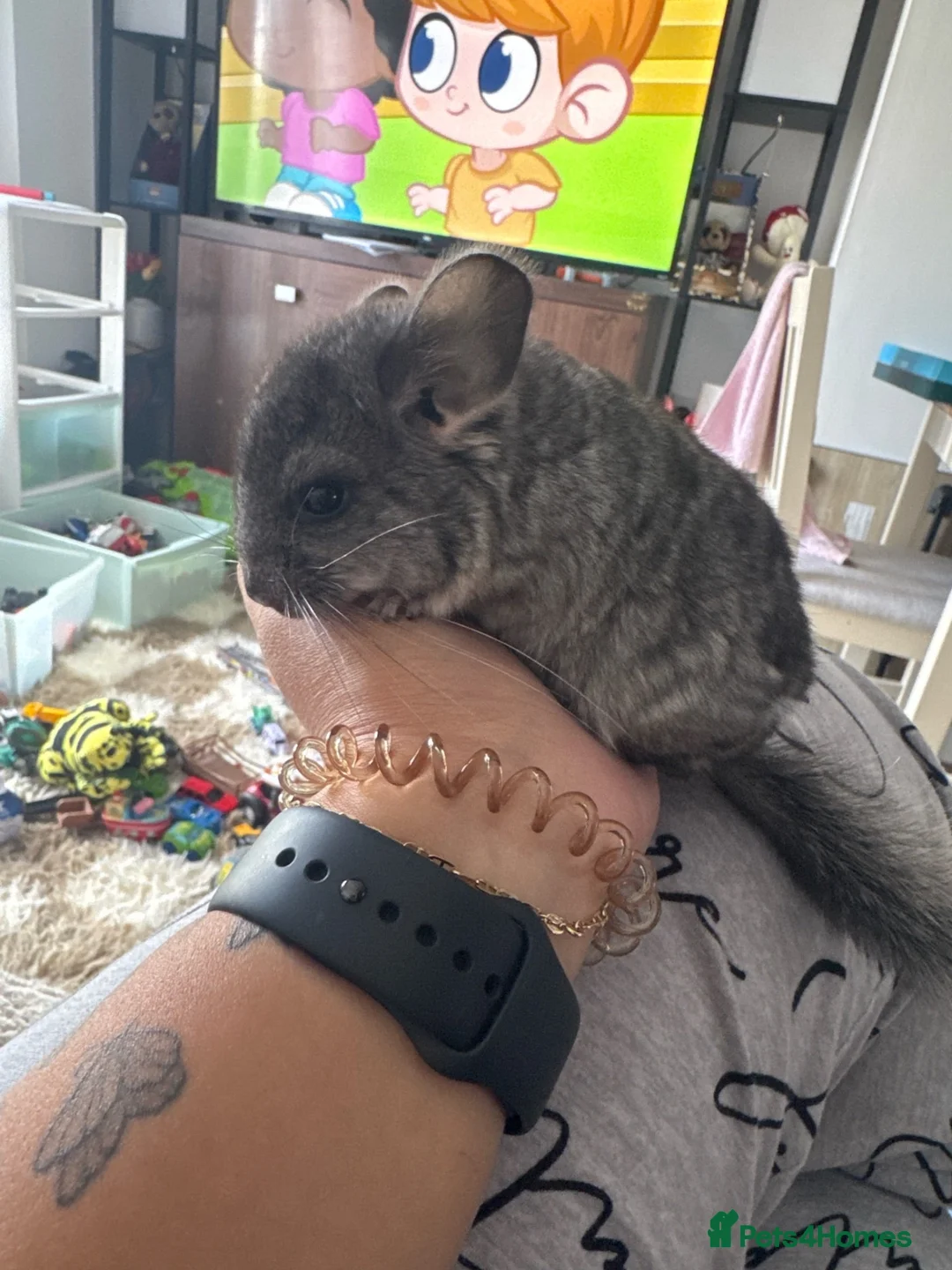 Chinchilla rodents for sale: Male grey chinchilla for sale  - Advert 2