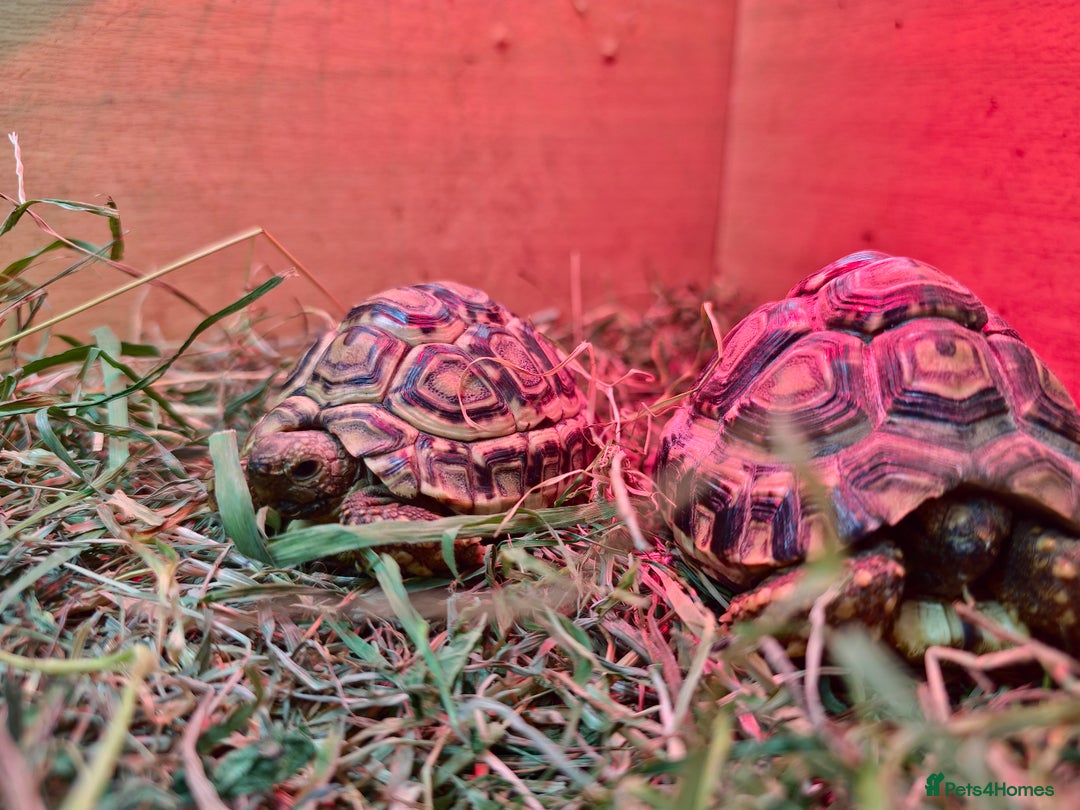 Tortoise reptiles for sale: Baby Leopard Tortoises - Advert 6