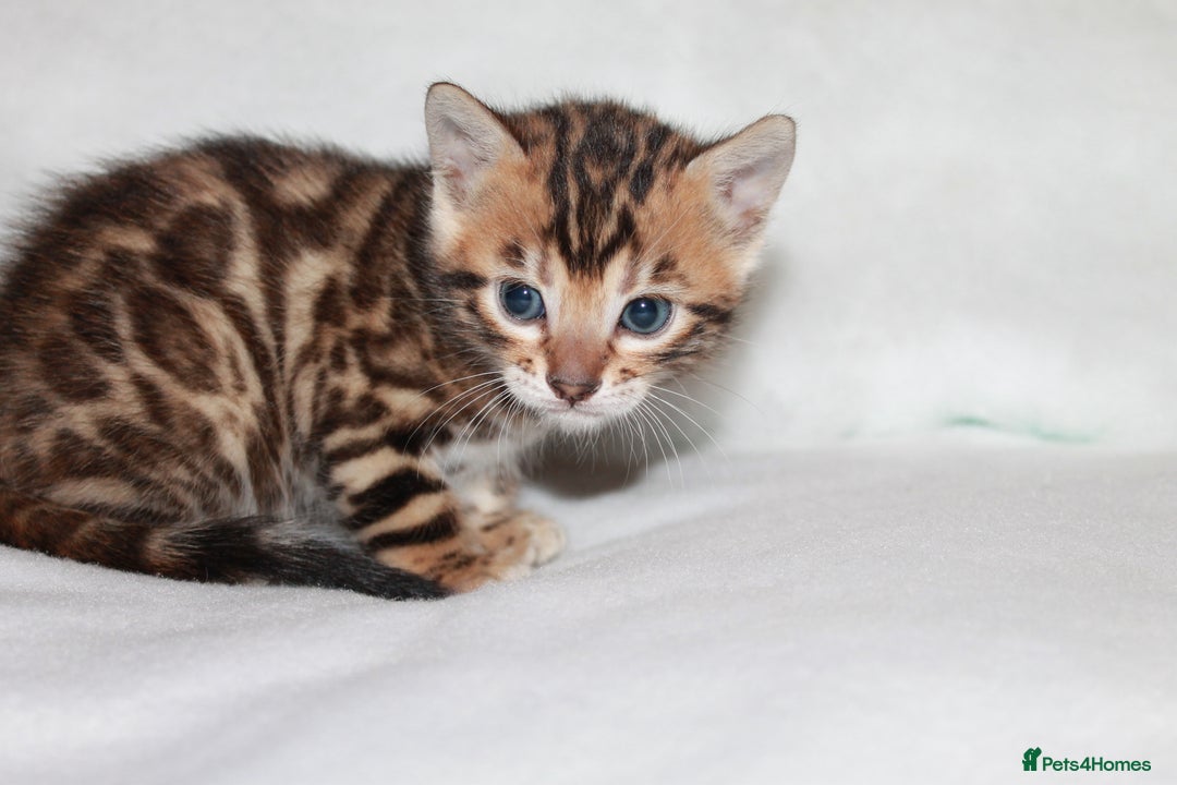 Bengal cats for sale: Gorgeous TICA Bengal Kittens - Ready 15/01/2026 - Advert 10