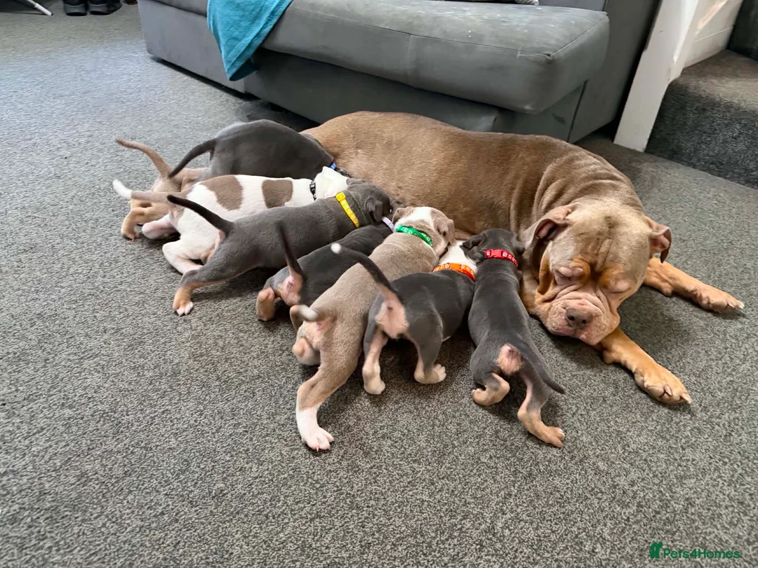Mixed Breed dogs for sale: Old english bulldog mixed with bull mastiff  - Advert 2