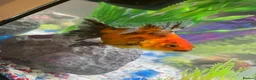 Fancy Goldfish fish for sale: 3 goldfish and tank in Felixstowe - Advert 4