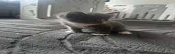 Mixed Breed cats for sale: 4 beautiful kittens  - Advert 14