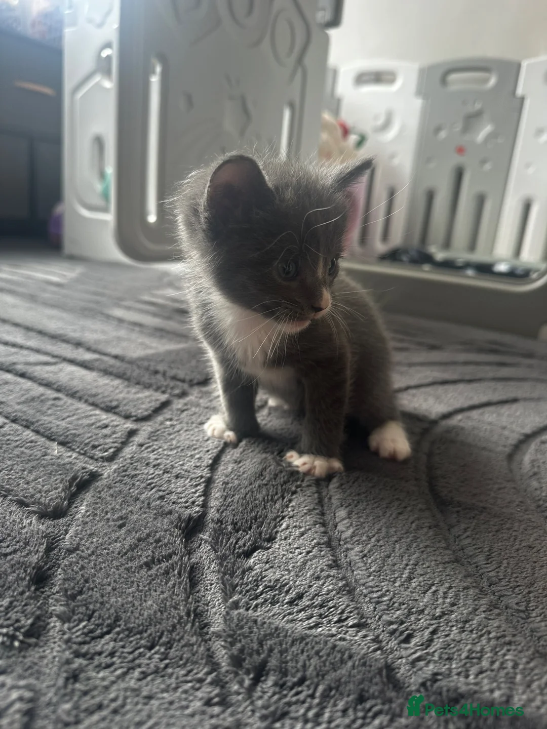 Mixed Breed cats for sale: 4 beautiful kittens  - Advert 14